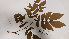  ( - K1353_H9)  @11 [ ] CreativeCommons - Attribution Non-Commercial Share-Alike (2019) Varun Swamy San Diego Zoo Global