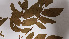  ( - K1353_H9)  @11 [ ] CreativeCommons - Attribution Non-Commercial Share-Alike (2019) Varun Swamy San Diego Zoo Global