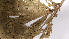  ( - K1353_C11)  @11 [ ] CreativeCommons - Attribution Non-Commercial Share-Alike (2019) Varun Swamy San Diego Zoo Global