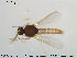  ( - TRD-Cer102)  @12 [ ] CreativeCommons - Attribution Non-Commercial Share-Alike (2014) NTNU University Museum, Department of Natural History NTNU University Museum, Department of Natural History
