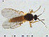  ( - TRD-Cer122)  @12 [ ] CreativeCommons - Attribution Non-Commercial Share-Alike (2015) NTNU University Museum, Department of Natural History NTNU University Museum, Department of Natural History