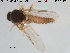  ( - TRD-Cer152)  @12 [ ] CreativeCommons - Attribution Non-Commercial Share-Alike (2015) NTNU University Museum, Department of Natural History NTNU University Museum, Department of Natural History