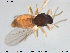  ( - TRD-Cer162)  @12 [ ] CreativeCommons - Attribution Non-Commercial Share-Alike (2015) NTNU University Museum, Department of Natural History NTNU University Museum, Department of Natural History