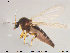  (Palpomyiini - TRD-Cer164)  @14 [ ] CreativeCommons - Attribution Non-Commercial Share-Alike (2015) NTNU University Museum, Department of Natural History NTNU University Museum, Department of Natural History