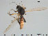  (Palpomyia lineata - TRD-Cer165)  @13 [ ] CreativeCommons - Attribution Non-Commercial Share-Alike (2015) NTNU University Museum, Department of Natural History NTNU University Museum, Department of Natural History