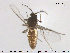  ( - TRD-Cer182)  @13 [ ] CreativeCommons - Attribution Non-Commercial Share-Alike (2015) NTNU University Museum, Department of Natural History NTNU University Museum, Department of Natural History