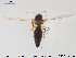  ( - TRD-Cer183)  @12 [ ] CreativeCommons - Attribution Non-Commercial Share-Alike (2015) NTNU University Museum, Department of Natural History NTNU University Museum, Department of Natural History