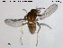  ( - TRD-Cer19)  @12 [ ] CreativeCommons - Attribution Non-Commercial Share-Alike (2014) NTNU University Museum, Department of Natural History NTNU University Museum, Department of Natural History
