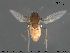  (Nilotanypus - TRD-Cer208)  @14 [ ] CreativeCommons - Attribution Non-Commercial Share-Alike (2015) NTNU University Museum, Department of Natural History NTNU University Museum, Department of Natural History