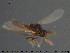  ( - TRD-Cer228)  @11 [ ] CreativeCommons - Attribution Non-Commercial Share-Alike (2015) NTNU University Museum, Department of Natural History NTNU University Museum, Department of Natural History