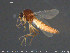  ( - TRD-Cer231)  @11 [ ] CreativeCommons - Attribution Non-Commercial Share-Alike (2015) NTNU University Museum, Department of Natural History NTNU University Museum, Department of Natural History