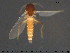  ( - TRD-Cer240)  @12 [ ] CreativeCommons - Attribution Non-Commercial Share-Alike (2015) NTNU University Museum, Department of Natural History NTNU University Museum, Department of Natural History