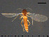  ( - TRD-Cer241)  @11 [ ] CreativeCommons - Attribution Non-Commercial Share-Alike (2015) NTNU University Museum, Department of Natural History NTNU University Museum, Department of Natural History