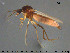  ( - TRD-Cer246)  @12 [ ] CreativeCommons - Attribution Non-Commercial Share-Alike (2015) NTNU University Museum, Department of Natural History NTNU University Museum, Department of Natural History