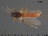 ( - TRD-Cer248)  @11 [ ] CreativeCommons - Attribution Non-Commercial Share-Alike (2015) NTNU University Museum, Department of Natural History NTNU University Museum, Department of Natural History