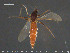 ( - TRD-Cer249)  @11 [ ] CreativeCommons - Attribution Non-Commercial Share-Alike (2015) NTNU University Museum, Department of Natural History NTNU University Museum, Department of Natural History
