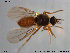  ( - TRD-Cer25)  @12 [ ] CreativeCommons - Attribution Non-Commercial Share-Alike (2014) NTNU University Museum, Department of Natural History NTNU University Museum, Department of Natural History
