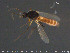  (Palpomyia flavipes - TRD-Cer250)  @12 [ ] CreativeCommons - Attribution Non-Commercial Share-Alike (2015) NTNU University Museum, Department of Natural History NTNU University Museum, Department of Natural History