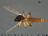  ( - TRD-Cer251)  @11 [ ] CreativeCommons - Attribution Non-Commercial Share-Alike (2015) NTNU University Museum, Department of Natural History NTNU University Museum, Department of Natural History