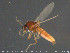  ( - TRD-Cer252)  @11 [ ] CreativeCommons - Attribution Non-Commercial Share-Alike (2015) NTNU University Museum, Department of Natural History NTNU University Museum, Department of Natural History