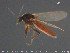  ( - TRD-Cer253)  @12 [ ] CreativeCommons - Attribution Non-Commercial Share-Alike (2015) NTNU University Museum, Department of Natural History NTNU University Museum, Department of Natural History