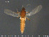 ( - TRD-Cer255)  @12 [ ] CreativeCommons - Attribution Non-Commercial Share-Alike (2015) NTNU University Museum, Department of Natural History NTNU University Museum, Department of Natural History