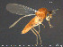  ( - TRD-Cer257)  @11 [ ] CreativeCommons - Attribution Non-Commercial Share-Alike (2015) NTNU University Museum, Department of Natural History NTNU University Museum, Department of Natural History