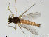  ( - TRD-Cer26)  @12 [ ] CreativeCommons - Attribution Non-Commercial Share-Alike (2014) NTNU University Museum, Department of Natural History NTNU University Museum, Department of Natural History