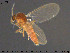  ( - TRD-Cer272)  @11 [ ] CreativeCommons - Attribution Non-Commercial Share-Alike (2015) NTNU University Museum, Department of Natural History NTNU University Museum, Department of Natural History