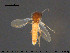  ( - TRD-Cer278)  @11 [ ] CreativeCommons - Attribution Non-Commercial Share-Alike (2015) NTNU University Museum, Department of Natural History NTNU University Museum, Department of Natural History