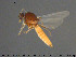  ( - TRD-Cer279)  @11 [ ] CreativeCommons - Attribution Non-Commercial Share-Alike (2015) NTNU University Museum, Department of Natural History NTNU University Museum, Department of Natural History