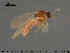  ( - TRD-Cer280)  @12 [ ] CreativeCommons - Attribution Non-Commercial Share-Alike (2015) NTNU University Museum, Department of Natural History NTNU University Museum, Department of Natural History