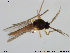  ( - TRD-Cer29)  @12 [ ] CreativeCommons - Attribution Non-Commercial Share-Alike (2014) NTNU University Museum, Department of Natural History NTNU University Museum, Department of Natural History