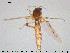  ( - TRD-Cer293)  @11 [ ] CreativeCommons - Attribution Non-Commercial Share-Alike (2015) NTNU University Museum, Department of Natural History NTNU University Museum, Department of Natural History