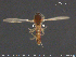  ( - TRD-Cer308)  @12 [ ] CreativeCommons - Attribution Non-Commercial Share-Alike (2015) NTNU University Museum, Department of Natural History NTNU University Museum, Department of Natural History