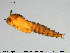  (Bezzia sp. 4ES - TRD-Cer310)  @11 [ ] Creative Commons  Attribution Non-Commercial Share-Alike (2016) NTNU University Museum, Department of Natural History NTNU University Museum, Department of Natural History