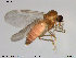  ( - TRD-Cer32)  @13 [ ] CreativeCommons - Attribution Non-Commercial Share-Alike (2014) NTNU University Museum, Department of Natural History NTNU University Museum, Department of Natural History