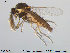  ( - TRD-Cer52)  @13 [ ] CreativeCommons - Attribution Non-Commercial Share-Alike (2014) NTNU University Museum, Department of Natural History NTNU University Museum, Department of Natural History