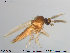  ( - TRD-Cer55)  @13 [ ] CreativeCommons - Attribution Non-Commercial Share-Alike (2014) NTNU University Museum, Department of Natural History NTNU University Museum, Department of Natural History