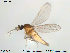  ( - TRD-Cer59)  @12 [ ] CreativeCommons - Attribution Non-Commercial Share-Alike (2014) NTNU University Museum, Department of Natural History NTNU University Museum, Department of Natural History