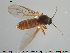  ( - TRD-Cer62)  @13 [ ] CreativeCommons - Attribution Non-Commercial Share-Alike (2014) NTNU University Museum, Department of Natural History NTNU University Museum, Department of Natural History