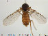  ( - TRD-Cer63)  @13 [ ] CreativeCommons - Attribution Non-Commercial Share-Alike (2014) NTNU University Museum, Department of Natural History NTNU University Museum, Department of Natural History