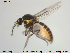  ( - TRD-Cer64)  @12 [ ] CreativeCommons - Attribution Non-Commercial Share-Alike (2014) NTNU University Museum, Department of Natural History NTNU University Museum, Department of Natural History
