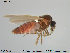  ( - TRD-Cer65)  @12 [ ] CreativeCommons - Attribution Non-Commercial Share-Alike (2014) NTNU University Museum, Department of Natural History NTNU University Museum, Department of Natural History