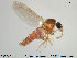  ( - TRD-Cer71)  @13 [ ] CreativeCommons - Attribution Non-Commercial Share-Alike (2014) NTNU University Museum, Department of Natural History NTNU University Museum, Department of Natural History