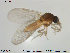  ( - TRD-Cer72)  @12 [ ] CreativeCommons - Attribution Non-Commercial Share-Alike (2014) NTNU University Museum, Department of Natural History NTNU University Museum, Department of Natural History