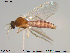  ( - TRD-Cer79)  @12 [ ] CreativeCommons - Attribution Non-Commercial Share-Alike (2014) NTNU University Museum, Department of Natural History NTNU University Museum, Department of Natural History