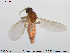  ( - TRD-Cer83)  @12 [ ] CreativeCommons - Attribution Non-Commercial Share-Alike (2014) NTNU University Museum, Department of Natural History NTNU University Museum, Department of Natural History