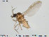  ( - TRD-Cer85)  @13 [ ] CreativeCommons - Attribution Non-Commercial Share-Alike (2014) NTNU University Museum, Department of Natural History NTNU University Museum, Department of Natural History