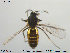  ( - TRD-Cer93)  @13 [ ] CreativeCommons - Attribution Non-Commercial Share-Alike (2014) NTNU University Museum, Department of Natural History NTNU University Museum, Department of Natural History